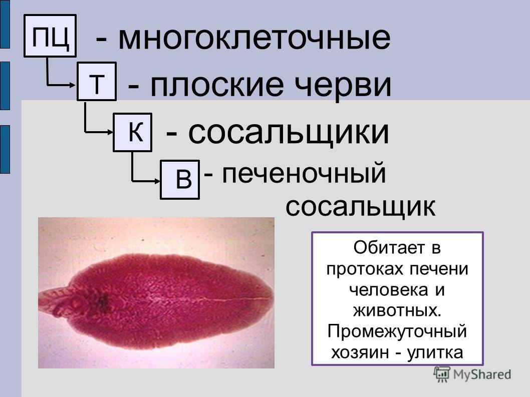 Кракен ты знаешь где покупать